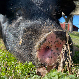 photo Hog, not so Wild 2 - Taken at the pig pen on March 26, 2020 by Tiffany J. Erler