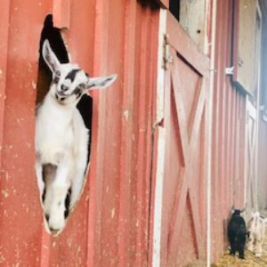 photo Doing It My Way - Taken on May 4, 2020 by Jen Plant