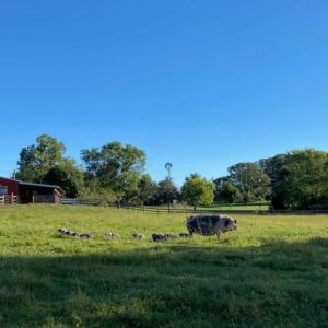 photo September Pigs in the Pasture - Taken from near the Sports Complex parking lot on September 19 2020 by Stephanie Parks