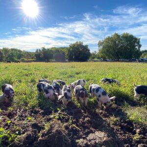 photo September Pigs in the Pasture II - Taken from near the Sports Complex parking lot on September 19 2020 by Stephanie Parks