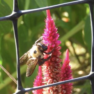 photo Beehind Bars - Taken at the Community Gardens on September 30, 2020 by Mary Pat Bozel