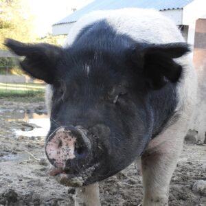 photo I’m Not Crying - Taken in the farm complex on September 30, 2020 by Mary Pat Bozel