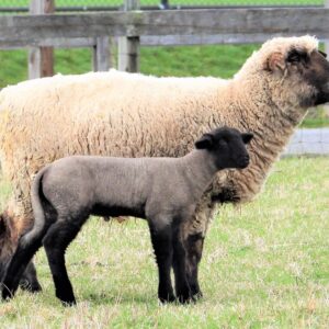 photo Sheep and Her Lamb - Taken on March 24, 2020 by Mary Gallo