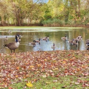 photo At the Swimming Hole - Taken at the Duck Pond on October 24, 2020 by Kathea Smith