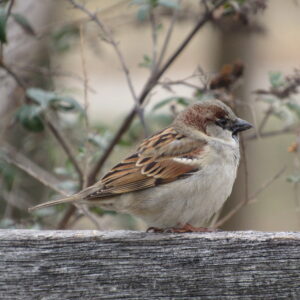 photo Sparrow on a Winter’s Day - Taken as the sparrow perched on a fence near the Visitors Center on January 13, 2020 by Karen Schoenaar