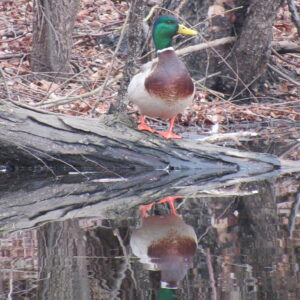 photo Seeing Double - Taken at the Duck Pond on January 13, 2020 by Karen Schoenaar