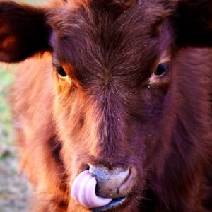 photo Mmm, Mmm Good - Taken in the cow pasture on November 28, 2020 by Adam Slote