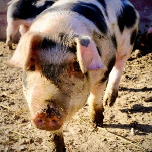 photo Any Treats for Me! - Taken on December 11, 2020 by Adam Slote