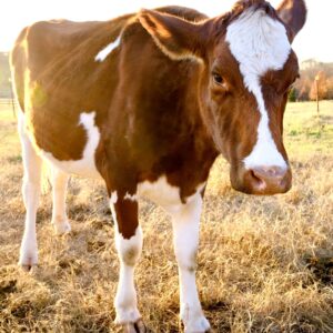 photo Good Morning! - Taken in the cow pasture on November 28, 2020 by Adam Slote