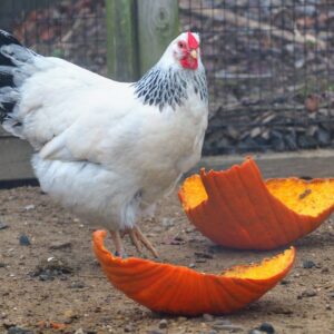 photo Chicken Dinner - Taken on December 12, 2020 by Anthony F. Reese