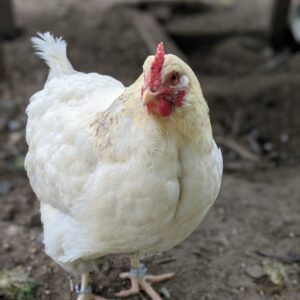 photo Chicken - Taken on May 15,2020 by Carol Collins