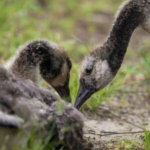 photo Fuzzy Geese Together - Taken at the Duck Pond on May 27, 2020 by Stephen Reali