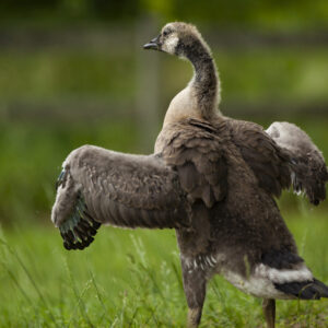 photo One Day - Taken at the Duck Pond on May 27, 2020 by Stephen Reali