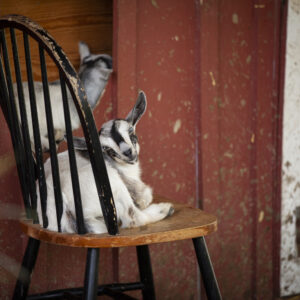 photo Silly Goats - Taken at the Large Animal Barn on May 27, 2020 by Stephen Reali