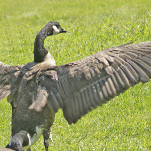 photo Ready to Fly - Taken on September 7, 2020 by Tina Duong