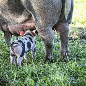 photo Feed My Baby - Taken on September 9, 2020 by Quan Tran