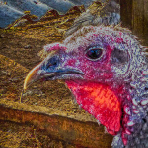 photo Worries in November - Taken at the Turkey pen, west of the Blacksmith shop on November 19, 2020 by Mark Laster