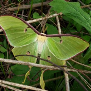 photo Luna Moth - Taken at Bunk’s Pond on April 27, 2020 by Matthew Beziat
