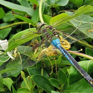 photo Common Green Darner - Taken along the Perimeter Trail on June 28, 2020 by Matthew Beziat