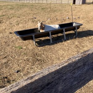 photo Shucks! You Found Me, Now You Hide - Taken on December 8, 2020 by Chuck Kozub