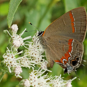 photo Hairstreak Enjoying Boneset - Taken on a patch of late boneset (Eupatorium serotinum) on the side of a path near the chicken coop and Blackberry Trail on September 17, 2020 by Shane Windsor