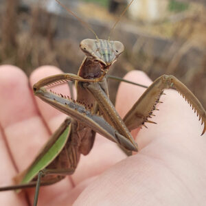 photo Mantis Grooming - The mantis was climbing around the garden near the chicken coop and the Blackberry Trail fence near the garden.  Taken on November 21 2020 by Shane Windsor