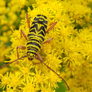 photo Locust Borer in Goldenrod Landscape - Taken on a patch of late goldenrod (Solidago altissima) at the side of a path near the chicken coop and Blackberry Trail, on September 17, 2020 by Shane Windsor
