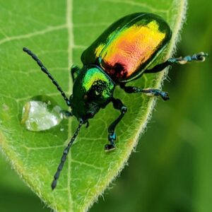 photo Dogbane Beetle’s Leaf - Taken around the back of the Wildflower Trail on June 20 2020 by Shane Windsor