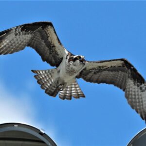photo Osprey Family is Back - Taken of nest on light at one of the large athletic fields on May 12, 2020 by Bob Engh