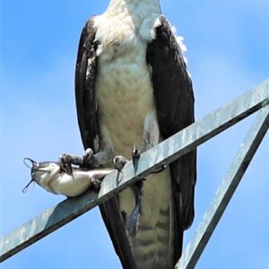 photo Let’s Eat - Taken near nest on light at one of the large athletic fields on May 15, 2020 by Bob Engh