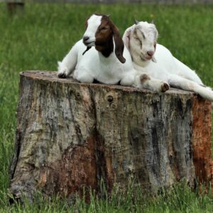 photo Nap Time - Taken in barnyard area near silos on May 17, 2020 by Bob Engh