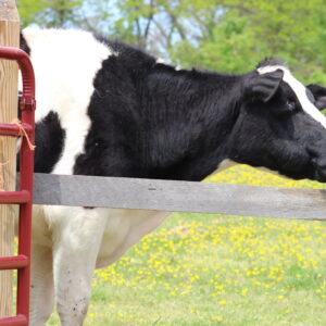 photo A Big Moo! - Taken on May 2, 2020 by Willa Cooke