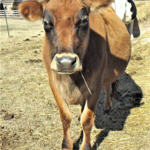 photo One Happy Cow - Taken in the cow pasture on April 8, 2020 by Donna Corcoran