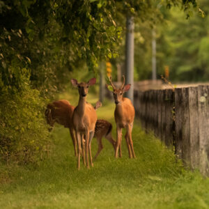 photo A Family Walk in the Park - Taken along Gali Sanchez Way on July 20, 2020 by Patrick Gillespie