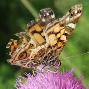 photo Taking a Break - Taken just off the Wildflower Trail on June 28, 2020 by Shannon Mount-Shorter