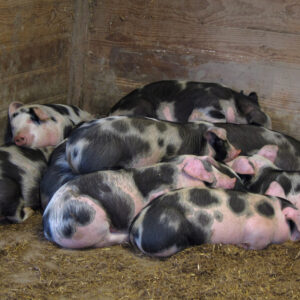 photo Keeping Warm - Taken in the pig barn on December 16, 2020 by John W. Wright