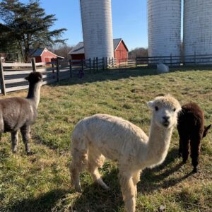 photo Alpaca Happiness - Taken on December 27, 2020 by Lisa Angyelof