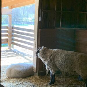 photo Good Morning Kinder - Taken on March 14, 2020 by Lisa Angyelof