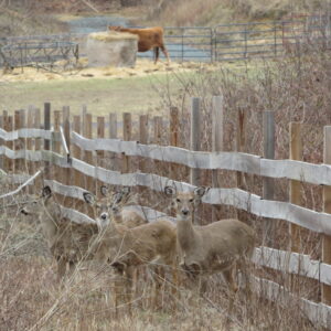 photo Daylight Deer - Taken on February 26, 2020 by John E. Murphy