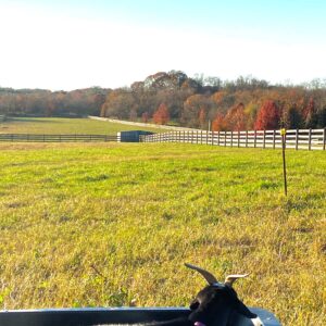 photo A Lounging Goat in Autumn - Taken in the goat pen behind the Kinder farmhouse on November 13, 2020 by Madelyn De Lisle