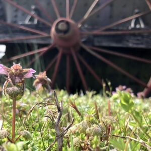 photo Underrated - Ground ivy reaches high for the sun, showing off her delicate purple petals in Spring's early delight. Taken on March 21, 2020. by Michelle Gaudin