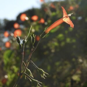 photo Reaching for the Sun - Taken at the Community Gardens on September 30, 2020 by Mary Pat Bozel