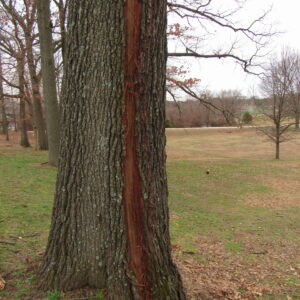 photo Lightning Strike - Taken on January 13, 2020 as I was sitting on the swing outside of the park Visitors Center when I noticed that this tree had a strip of its bark missing all the way up the tree, with strips of the bark on the ground by Karen Schoenaar