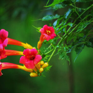 photo Colorful Dawn - Taken on the Blackberry Trail on July 13, 2020 by Dominic "Mickie" Vigneri