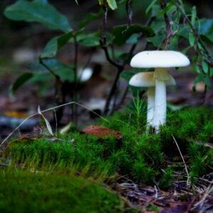 photo Bug’s Eye View - Taken on the Blackberry Trail near the pond  on August 30, 2020 by Dominic "Mickie" Vigneri