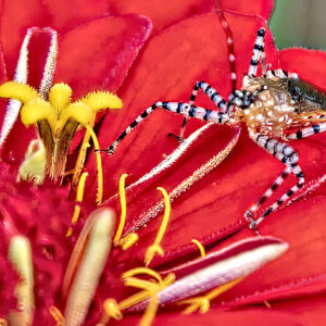 photo Beautiful Flower - Taken on September 29, 2020 by Tina Duong