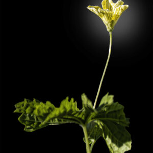 photo Bitter Mellon Flower - Taken on September 18, 2020 by Quan Tran