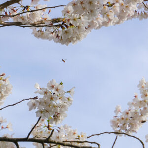 photo Blossoming - Taken at the Cherry Blossom tree next to first parking lot after park entrance booth on March 29, 2020 by Briana Fach