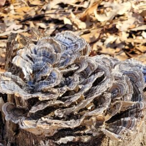 photo Beauty in Decay - Taken on Disc Golf Course between holes 12 & 13 on December 29,2020 by Pam Biggs