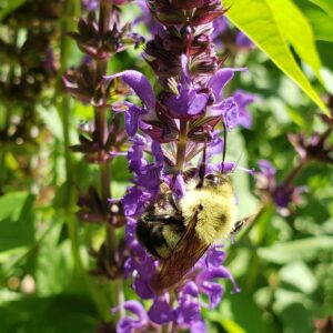 photo Springtime Picnic - Taken in an area just past the bamboo forest on June 13, 2020 by Shannon Mount-Shorter